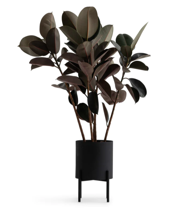 Marley Planter (with Plant)